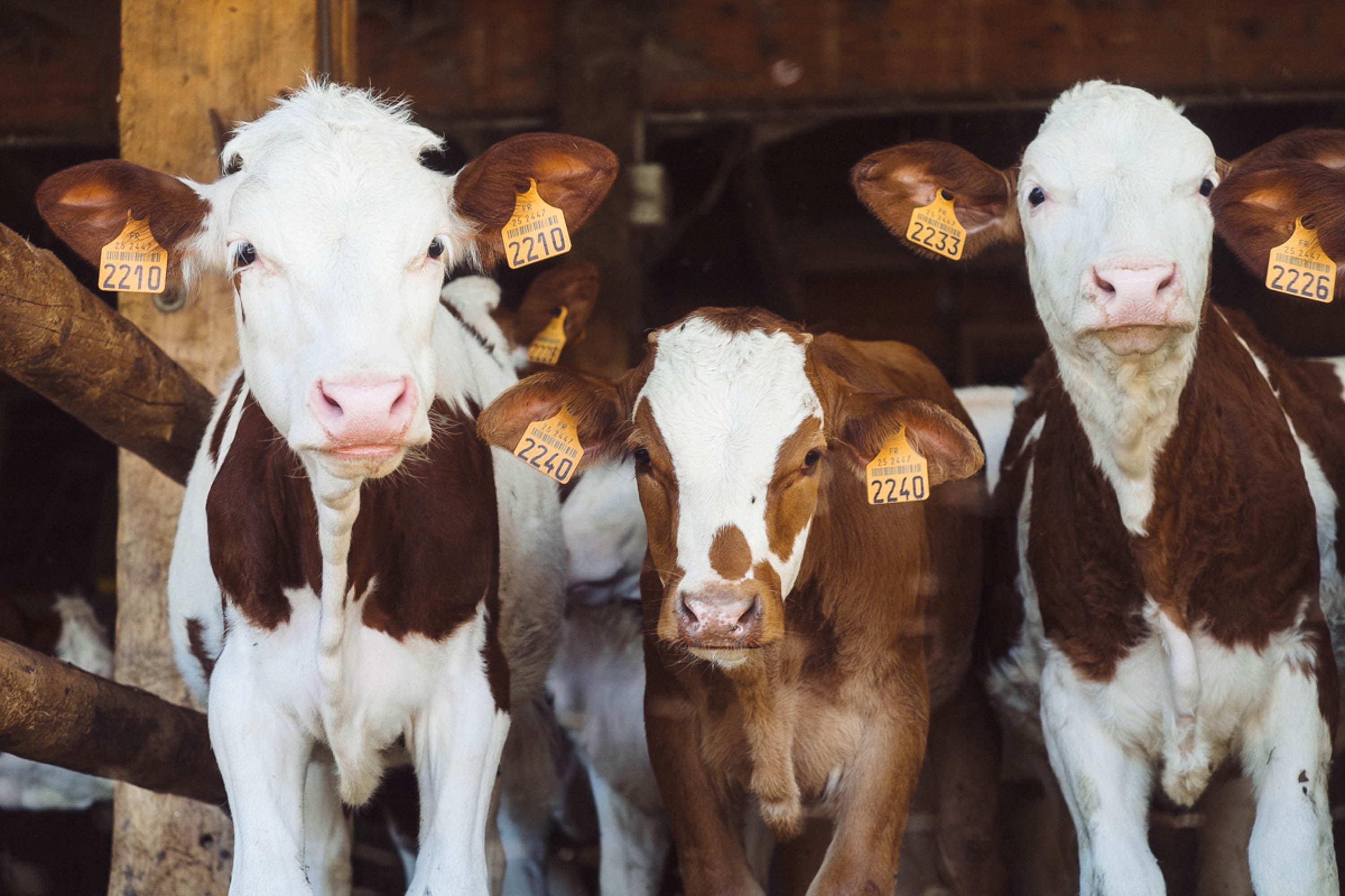 Animals Inactive Animal Rights – Lentil Stew Inactive Site